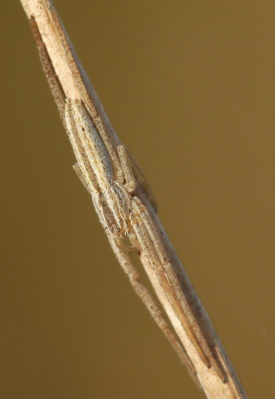 Tibellus sp.